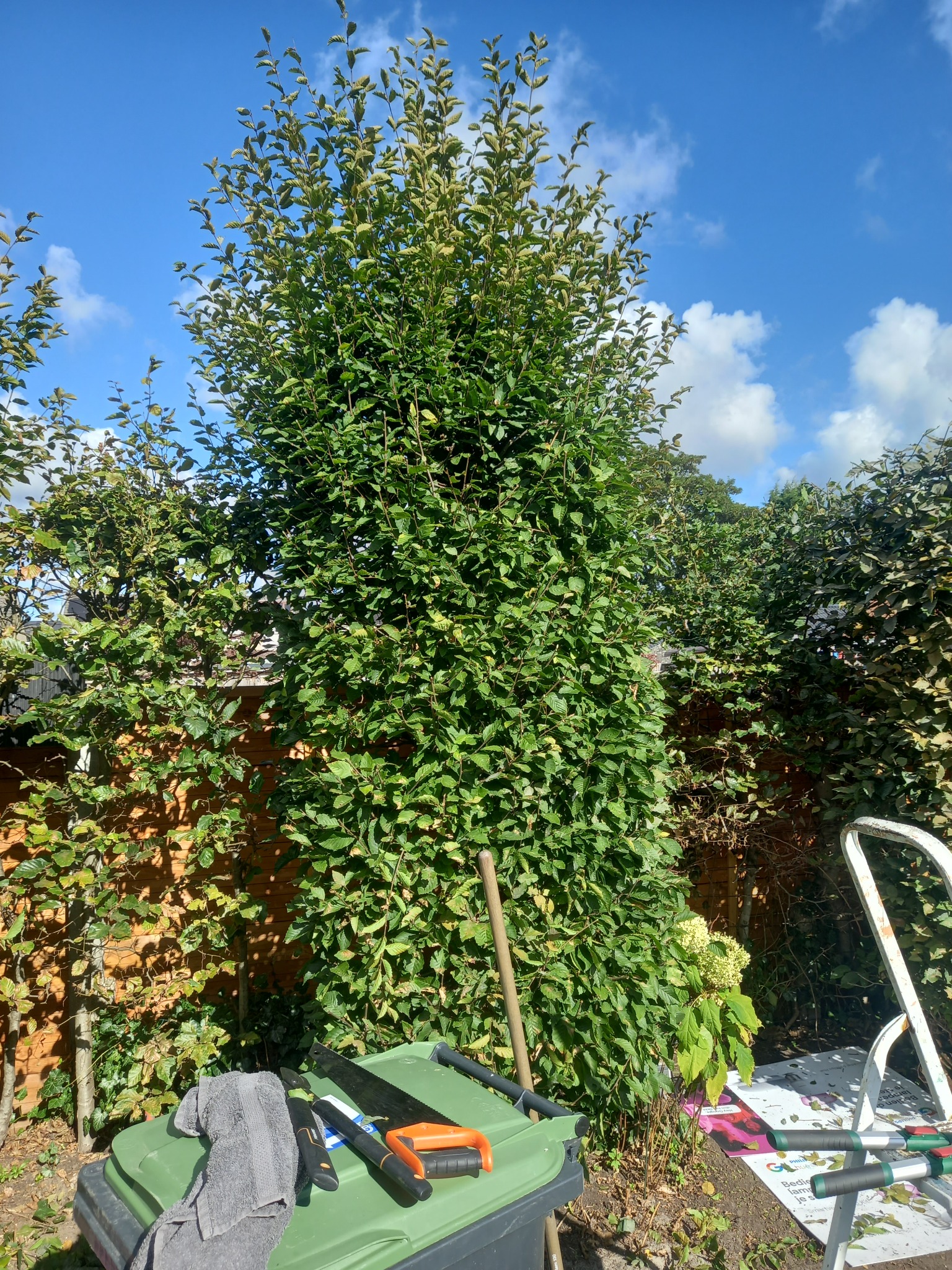 Formowany żywopłot z grabu pospolitego w ogrodzie, obok narzędzia ogrodnicze i drabina. Na pierwszym planie zielony pojemnik na odpady z ręcznikiem, piłą i sekatorem. W tle drewniany płot...