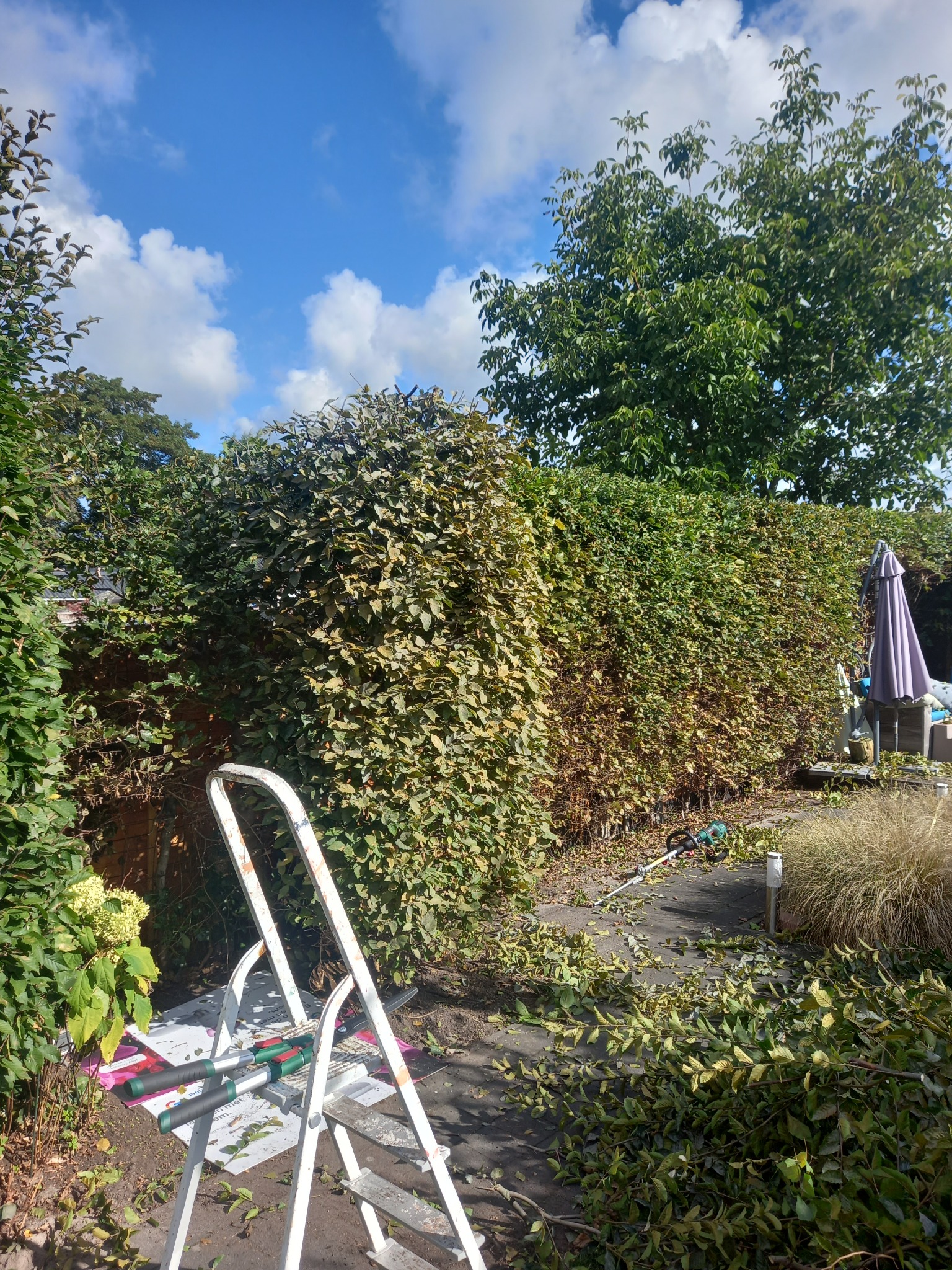 Przycięty, równy żywopłot zgrabiony na chodniku, biała drabina z narzędziami ogrodniczymi w pobliżu, widoczny parasol ogrodowy i trawa ozdobna w tle.