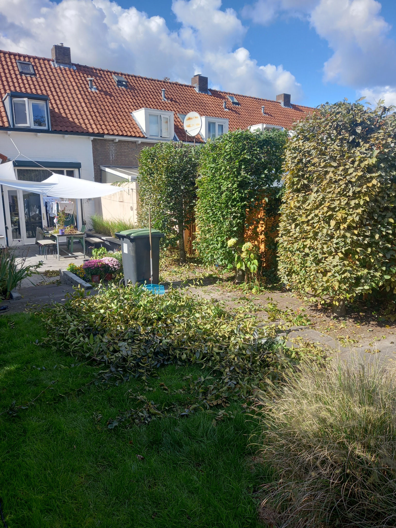 Świeżo przycięty żywopłot w ogrodzie, z zielonymi odcięciami na trawniku, obok czarny kosz na śmieci i grabie, w tle dom z czerwonym dachem i białą markizą.