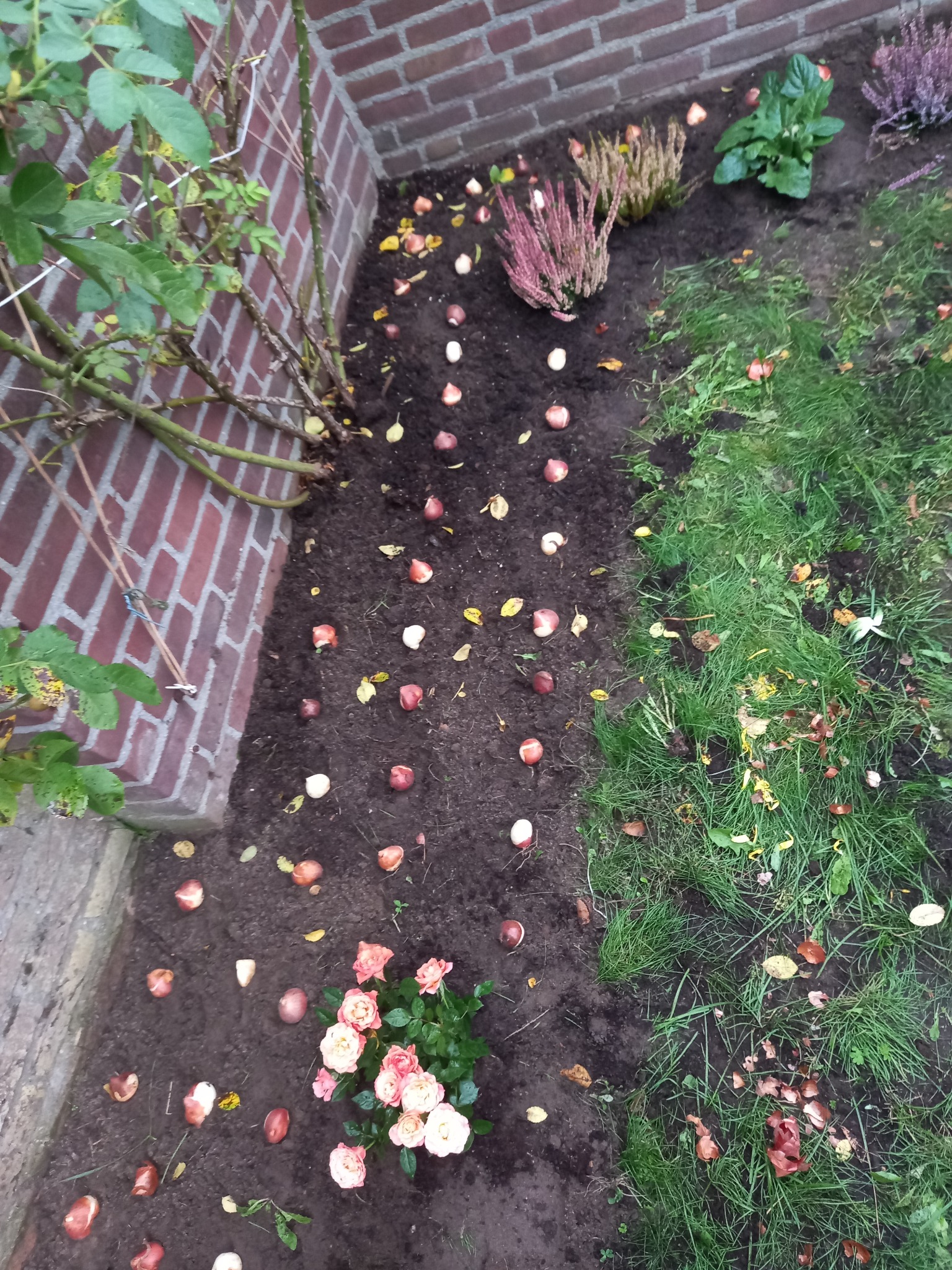 Przygotowanie rabaty: rozłożone cebulki kwiatowe na ziemi obok trawy i kwitnącej róży, widoczne wrzosy i ceglany mur w tle.