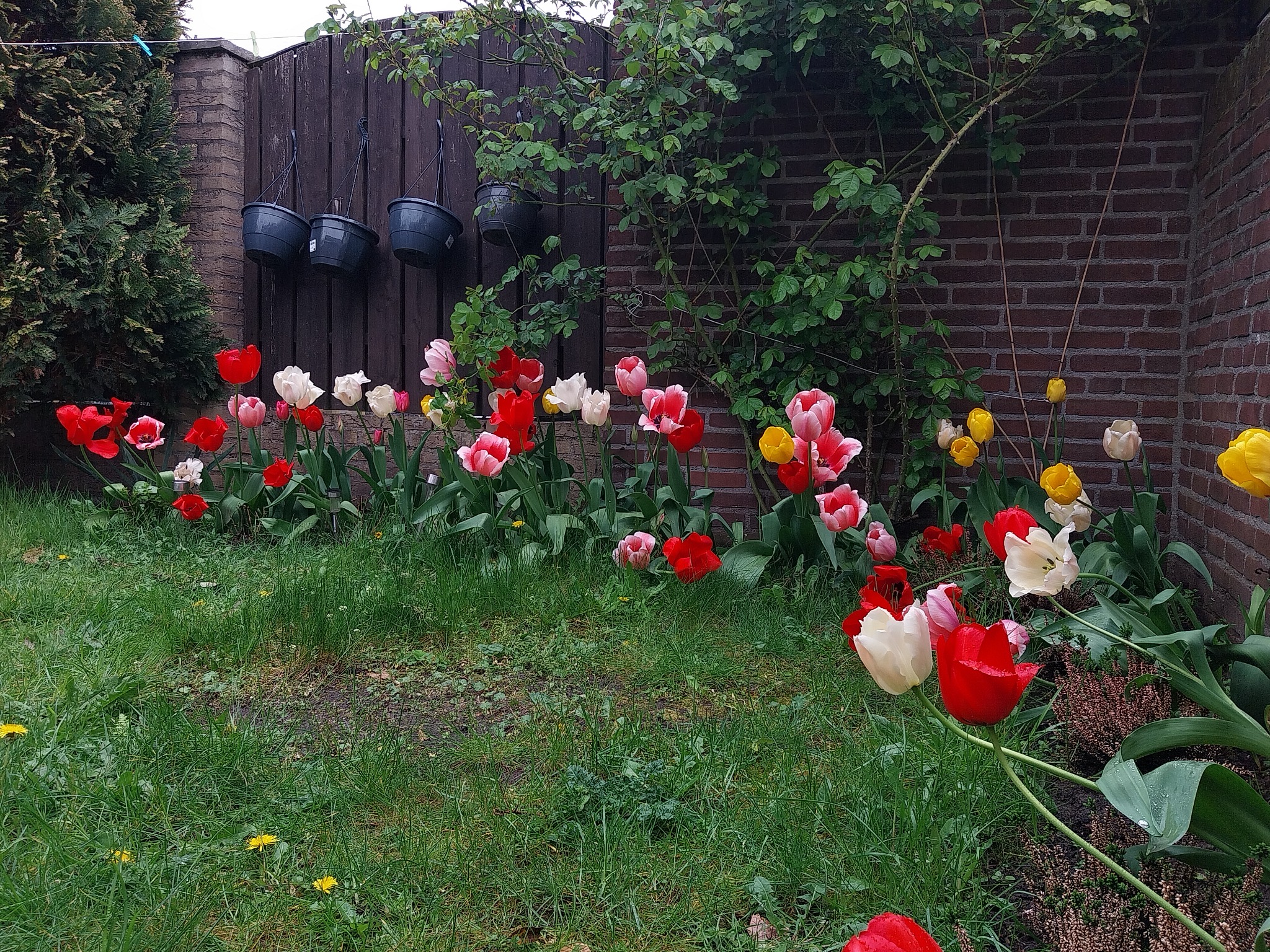 Kwitnące tulipany w kolorach czerwonym, białym i żółtym na tle brązowego płotu z wiszącymi doniczkami i ceglanego muru porośniętego bluszczem.