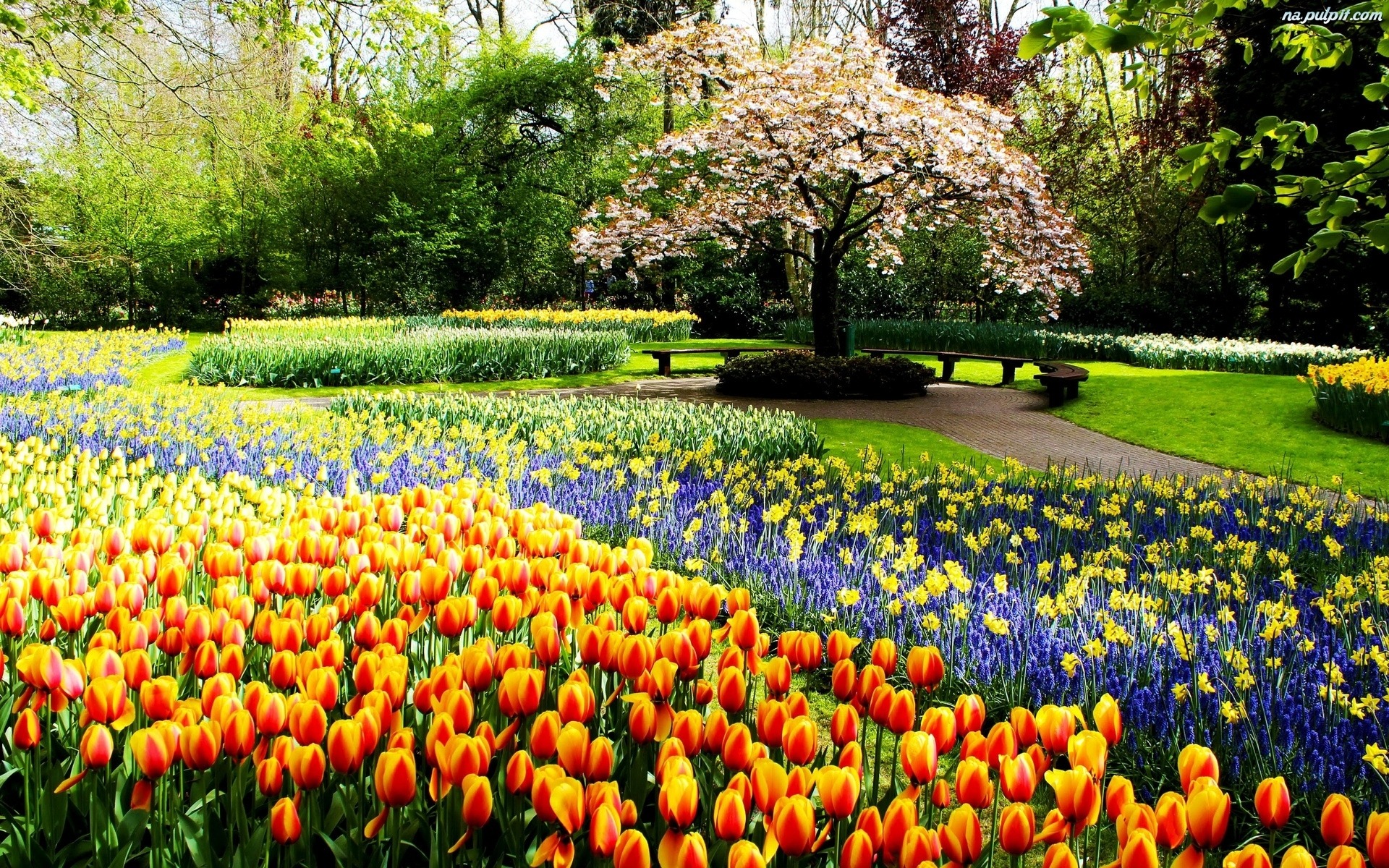 Pejzaż ogrodu z kwitnącymi tulipanami w odcieniach pomarańczy i czerwieni, niebieskimi szafirkami i żółtymi narcyzami, z drzewem w kwiecie i ławkami w tle.
