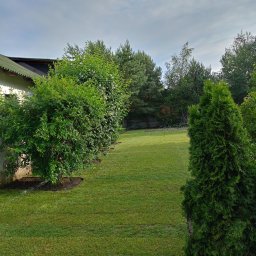 Albert Hałas Eco Alpin tree - Trawnik z rolki plus nawadnianie.