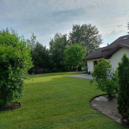 Albert Hałas Eco Alpin tree - Świeżo założony trawnik z rolki z widocznymi obrzeżami rabat i młodymi drzewkami, na tle domu jednorodzinnego w słoneczny dzień.