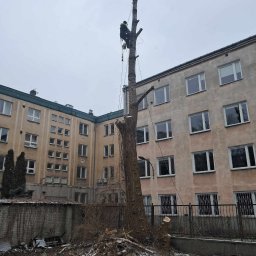 Albert Hałas Eco Alpin tree - Pracownik na linie podczas wycinki wysokiego drzewa w przestrzeni miejskiej, z budynkami w tle i stosem gałęzi u podstawy pnia.