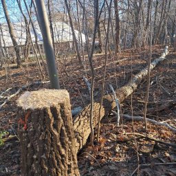 Albert Hałas Eco Alpin tree - Wyjątkowa Firma Ogrodnicza Wyszków