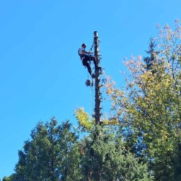 Albert Hałas Eco Alpin tree - Arborysta w uprzęży, wysoko na ogołoconym z gałęzi drzewie, z piłą łańcuchową, przygotowuje się do dalszej pracy, widok z dołu na tle błękitnego nieba i zieleni drzew.