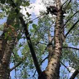 Widok z dołu na arborystę z uprzężą i linami, wspinającego się na wysokie drzewo liściaste o grubej korze, z widocznymi gałęziami i listowiem na tle błękitnego nieba z chmurami.