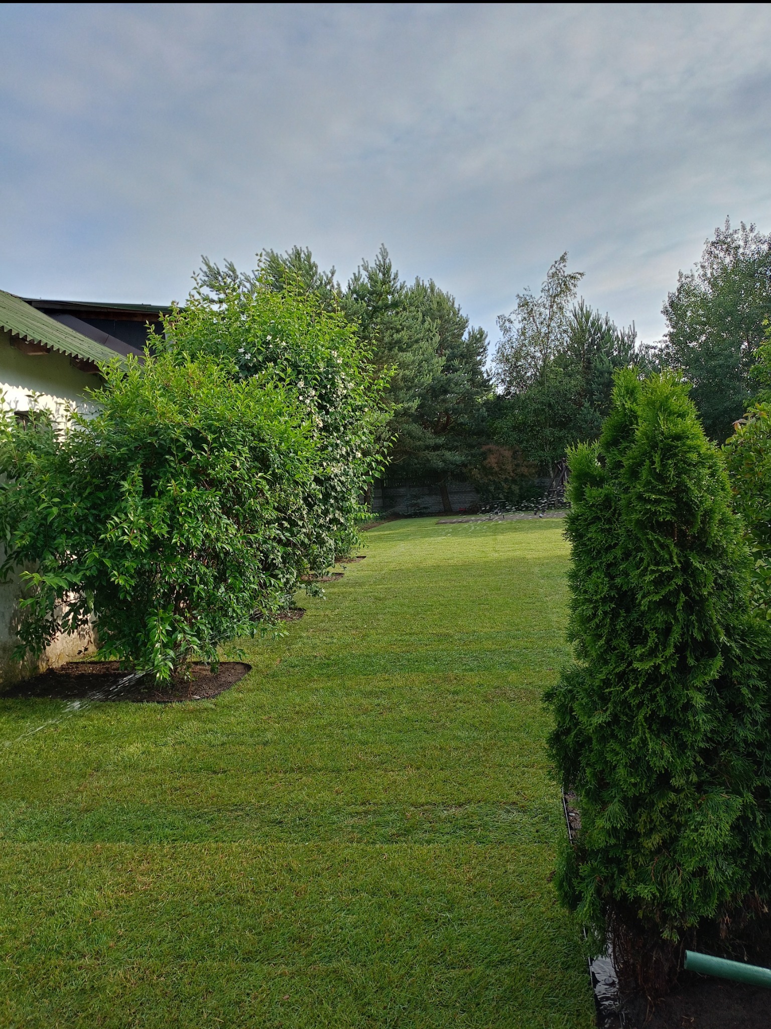 Trawnik z rolki plus nawadnianie.