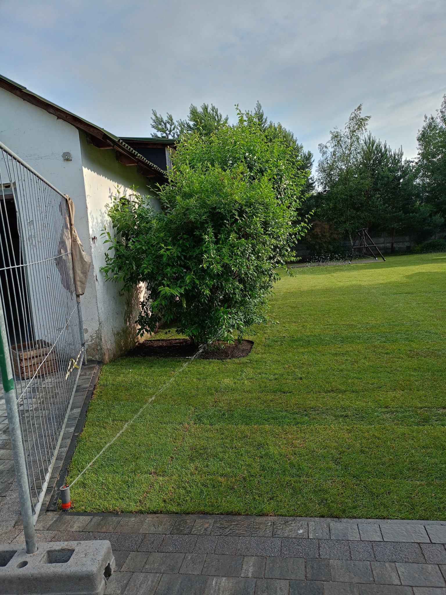 Nawadnianie trawnika z nowo posadzoną roślinnością przy budynku, widoczny system zraszaczy. W tle huśtawka.