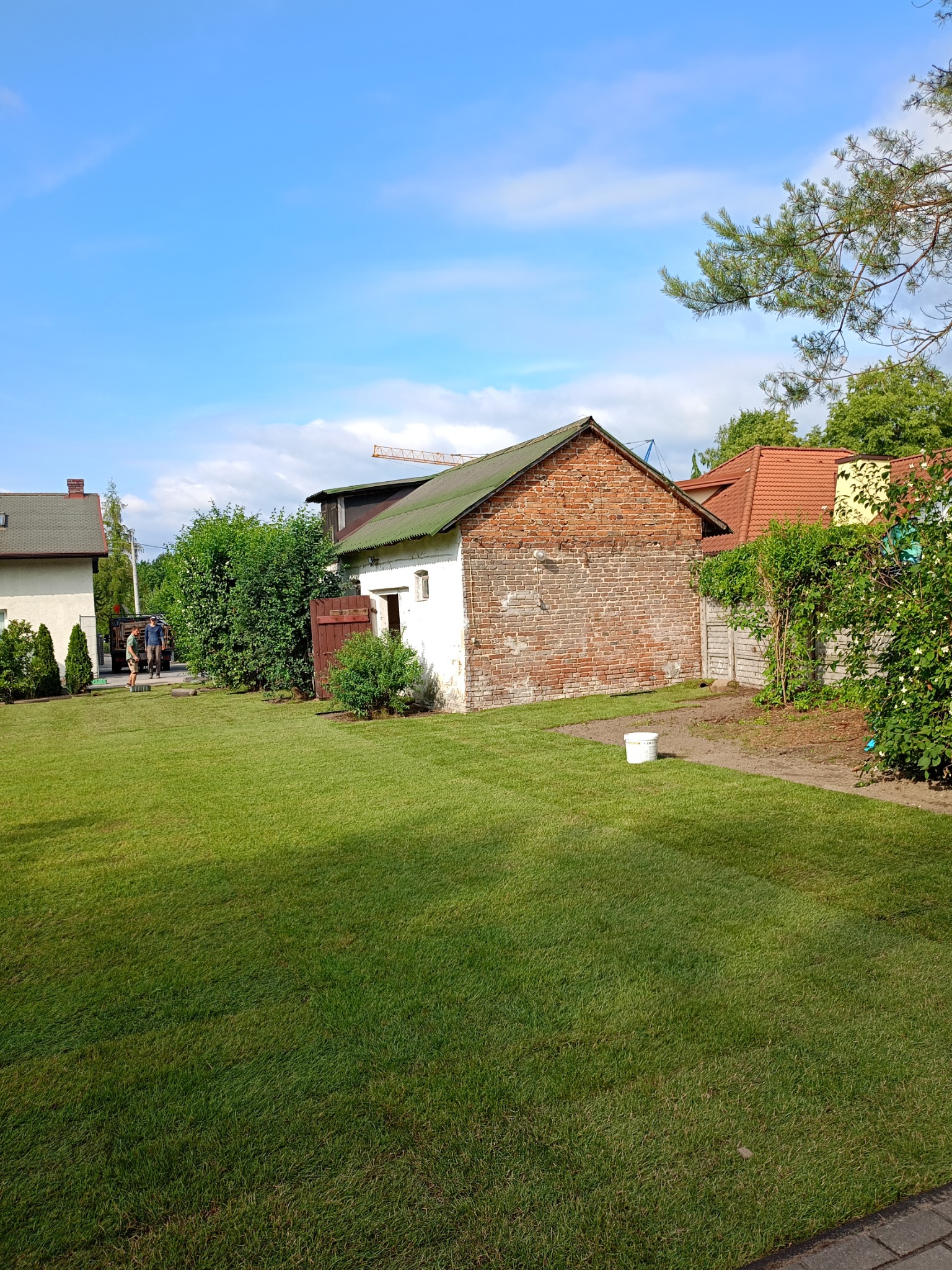 Świeżo ułożona, intensywnie zielona trawa z rolki na posesji z budynkiem gospodarczym z czerwonej cegły i białym wiadrem na obrzeżu trawnika.