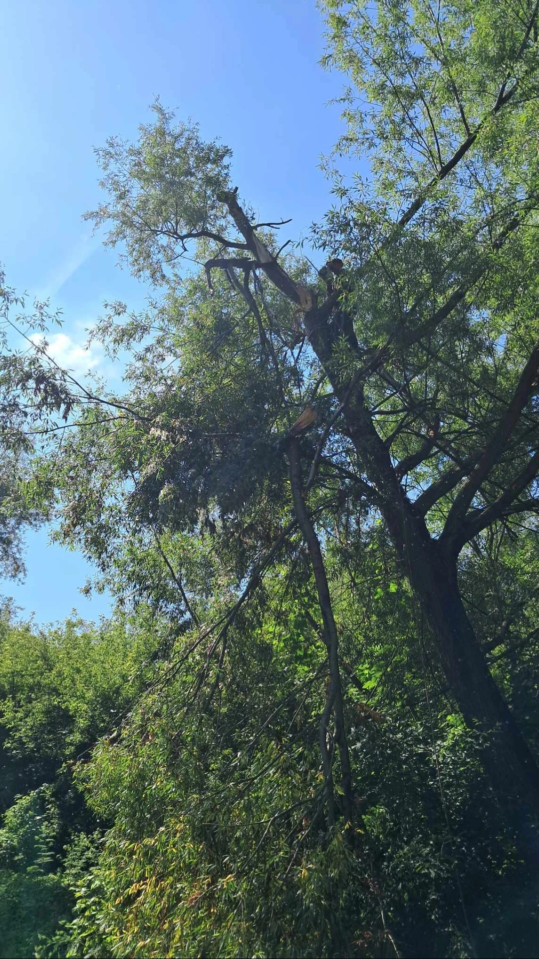 Pielęgnacja , wycinka drzew metoda alpinistyczna. Bulwary Wislane.