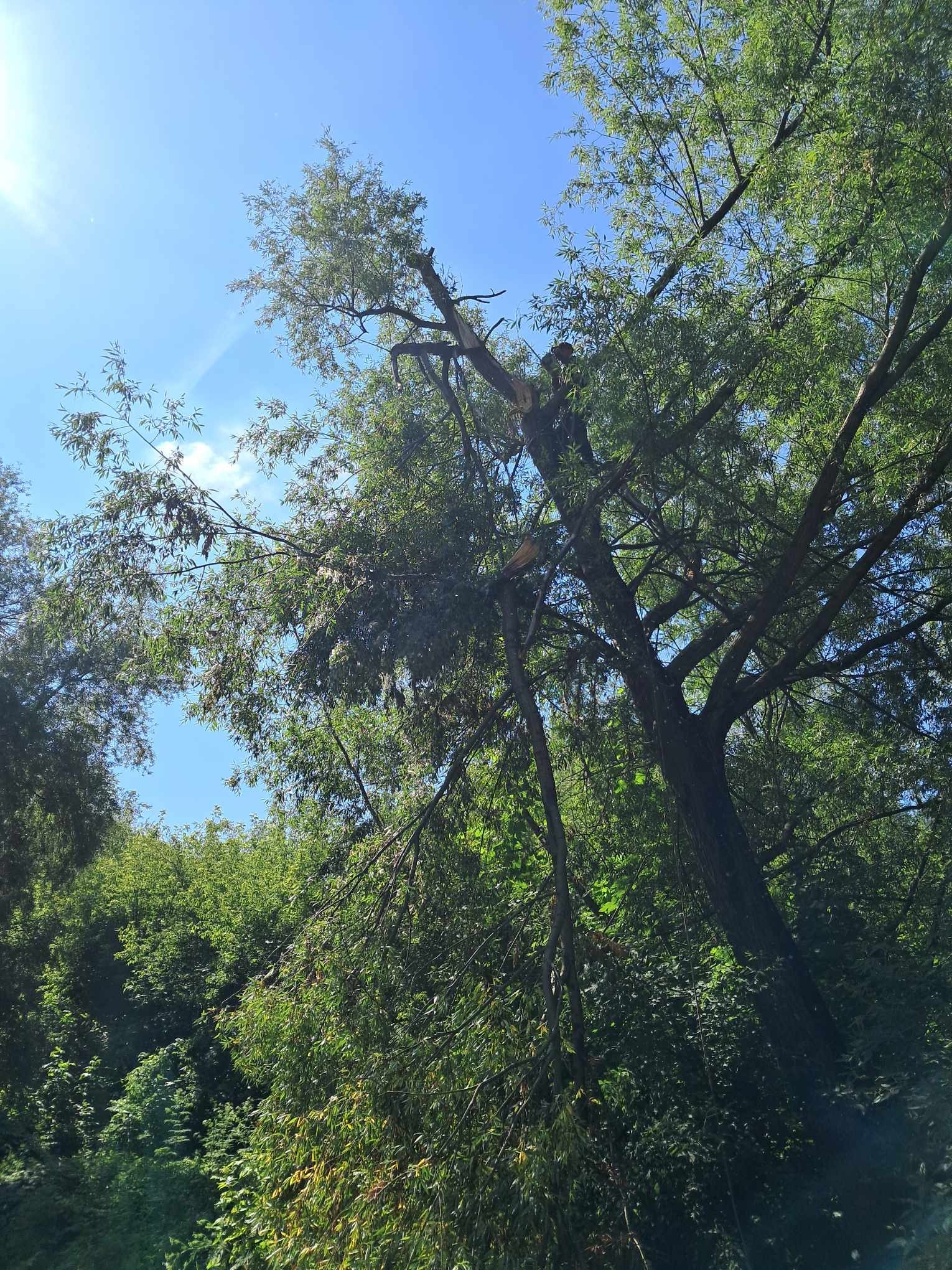 Złamana gałąź drzewa widoczna na tle błękitnego nieba, sugerująca uszkodzenie po silnym wietrze lub burzy.