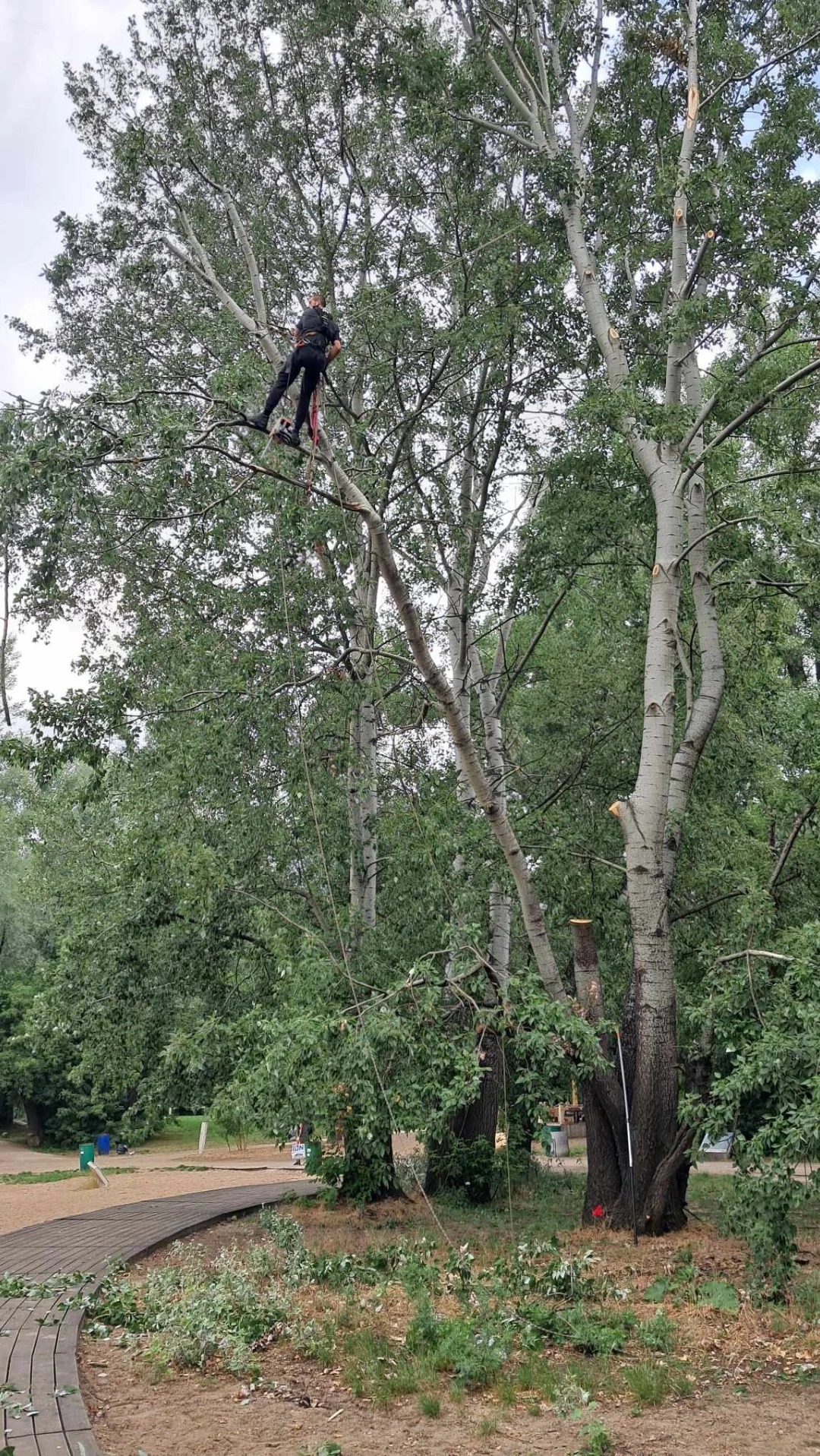Arborysta na wysokości, zabezpieczony linami, przycina gałęzie wysokiego drzewa liściastego z jasną korą, w tle inne drzewa i drewniana ścieżka w parku.