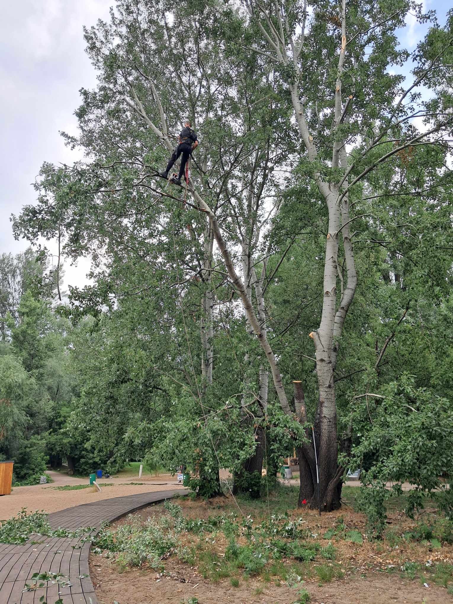 Arborysta w uprzęży, z piłą, w trakcie cięcia gałęzi wysokiego drzewa o jasnej korze, z widocznymi śladami wcześniejszych cięć. Na ziemi leżą odcięte gałęzie, obok drewnianej ścieżki w parku.