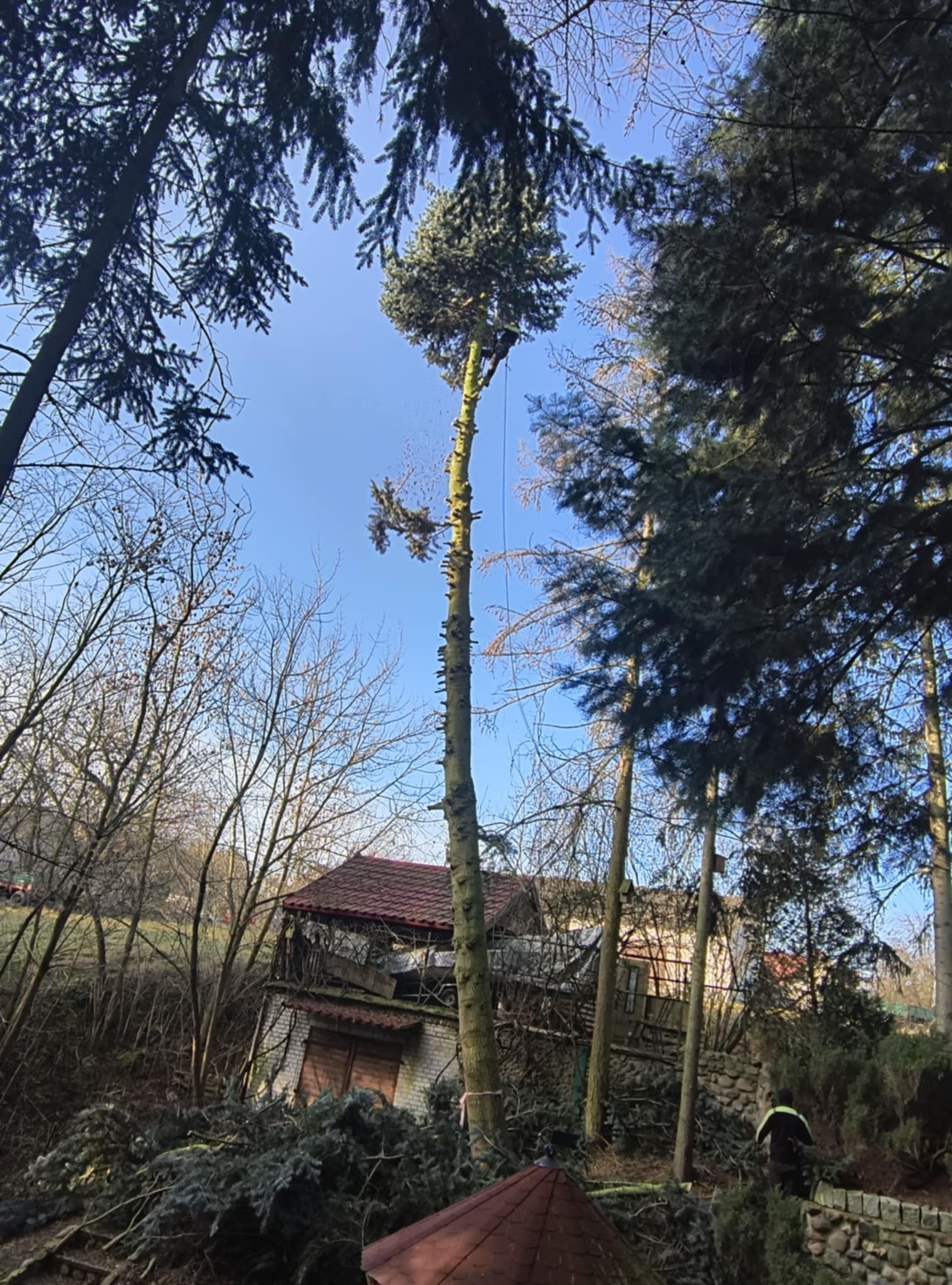 Wysokie drzewo iglaste po częściowym usunięciu gałęzi, widoczne ślady cięcia na pniu, w tle budynek z czerwonym dachem i porozrzucane gałęzie.