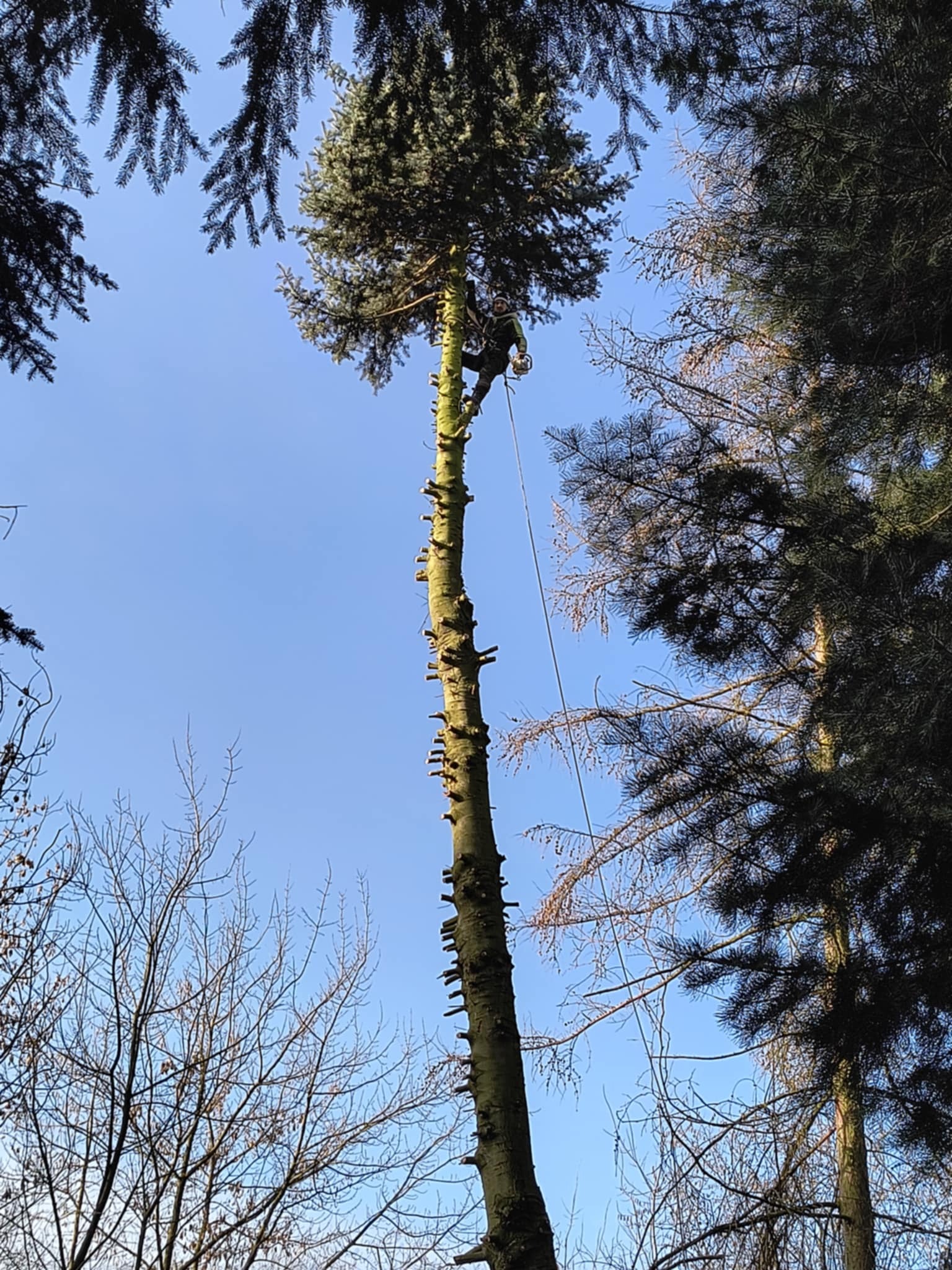 Arborysta na wysokiej sośnie w trakcie przycinania gałęzi, widoczne liczne ślady po usuniętych konarach, niebieskie niebo w tle.