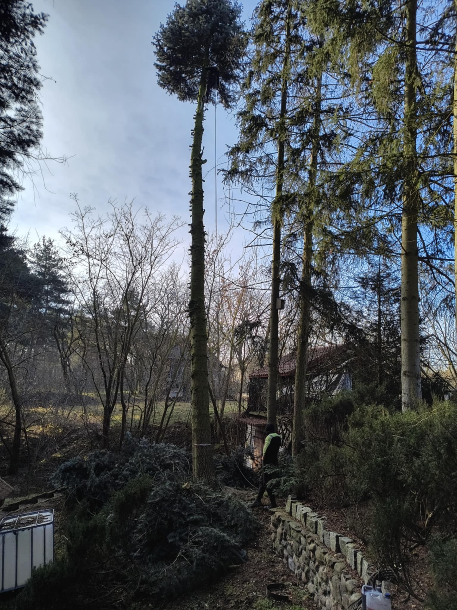 Wysokie drzewo z obciętymi gałęziami w Pułtusku, zabezpieczone liną, z pracownikiem w odblaskowej kamizelce i stertą gałęzi u podstawy, widoczne narzędzia i pojemnik.