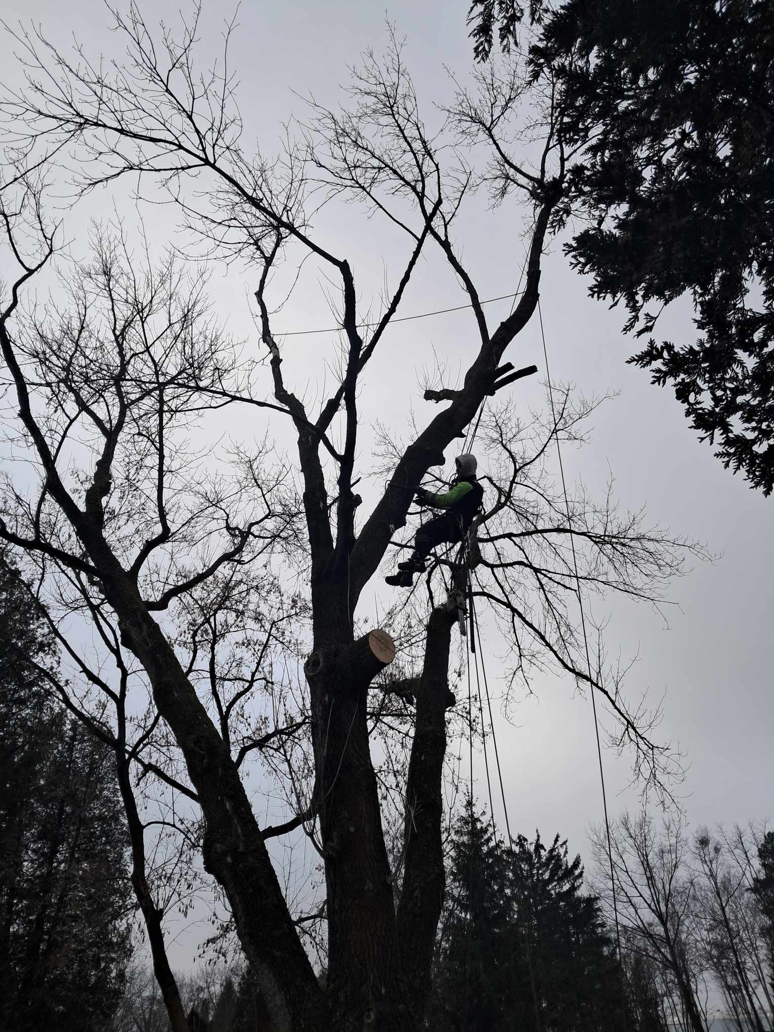 Arborysta w uprzęży, wysoko w koronie drzewa bez liści, używający liny do podtrzymywania, po widocznej wycince gałęzi.