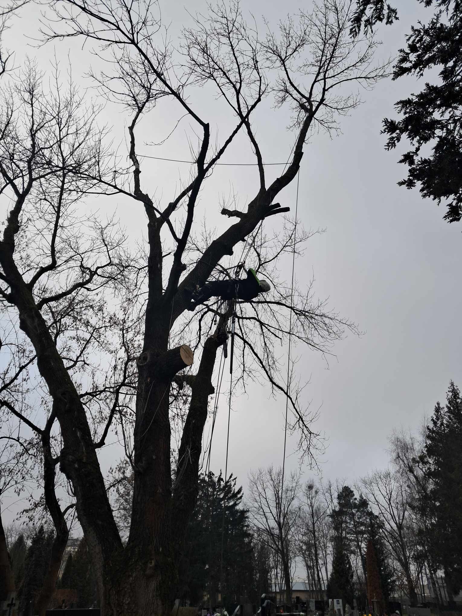 Arborysta w kasku i uprzęży, zawieszony na linie, przycina gałęzie wysokiego, bezlistnego drzewa na tle pochmurnego nieba i cmentarza w tle.