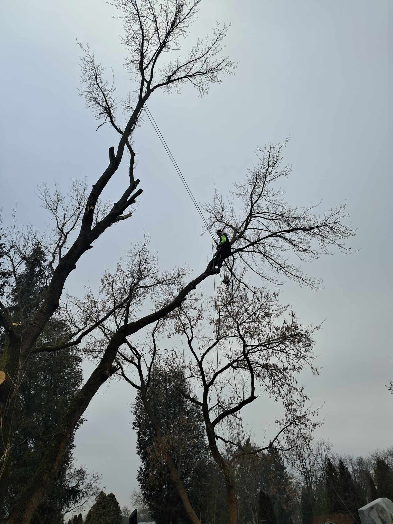 Arborysta w jaskrawozielonej kamizelce, zabezpieczony linami, przycina gałęzie wysokiego, bezlistnego drzewa na tle pochmurnego nieba.