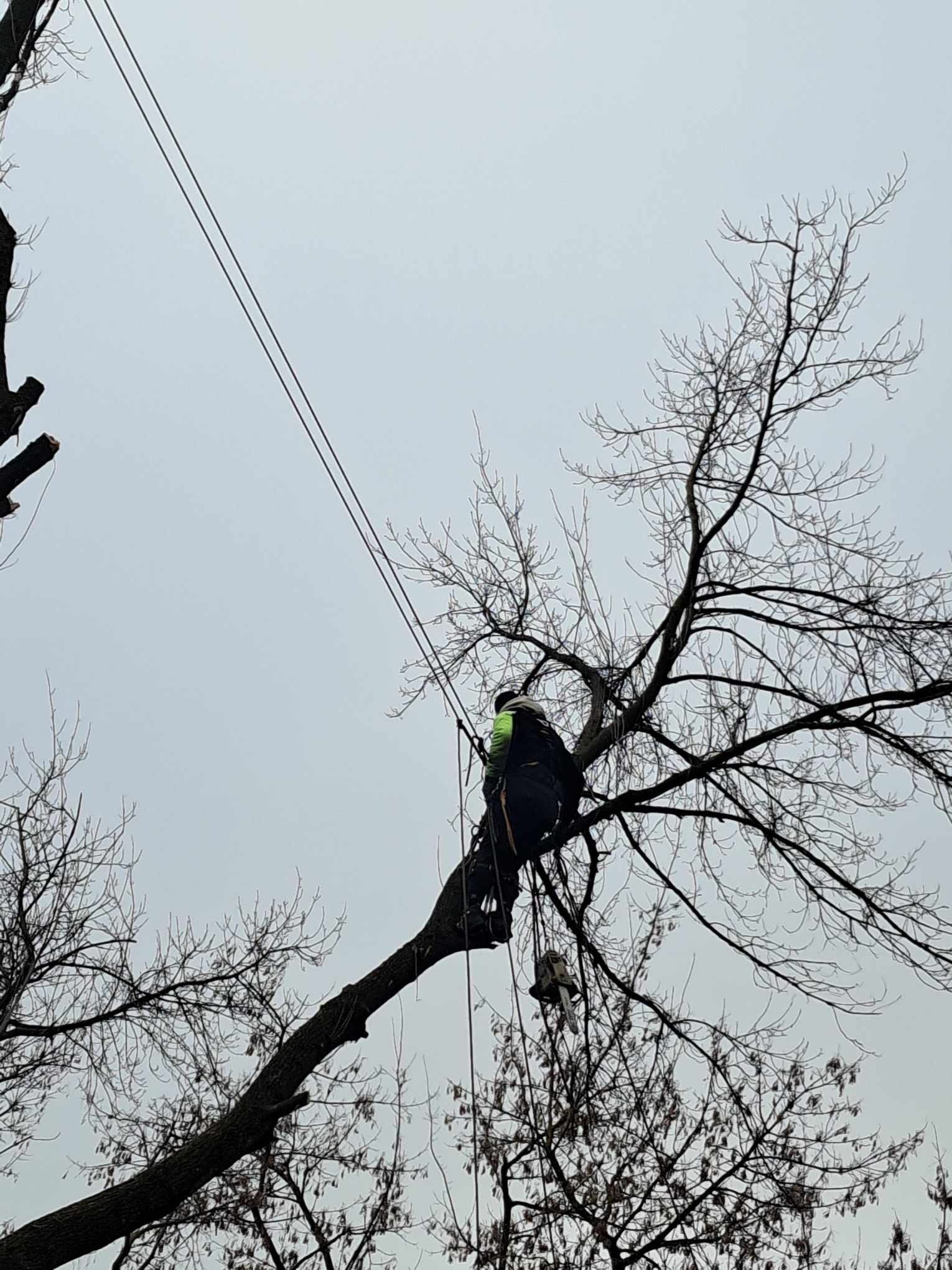 Arborysta w uprzęży, wspina się na drzewo bez liści, używając liny, z piłą łańcuchową zawieszoną obok, na tle pochmurnego nieba.