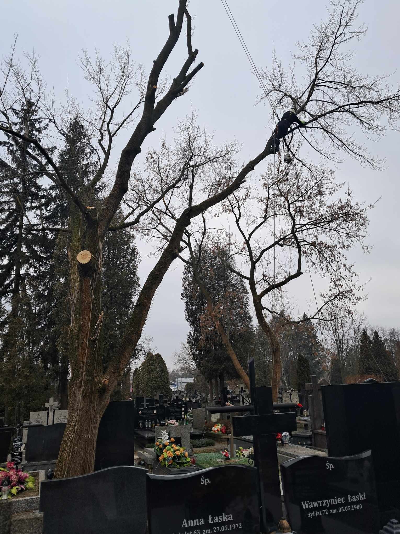 Arborysta zabezpieczony linami, w trakcie pracy na drzewie bez liści na cmentarzu, widoczne świeżo obcięte konary.