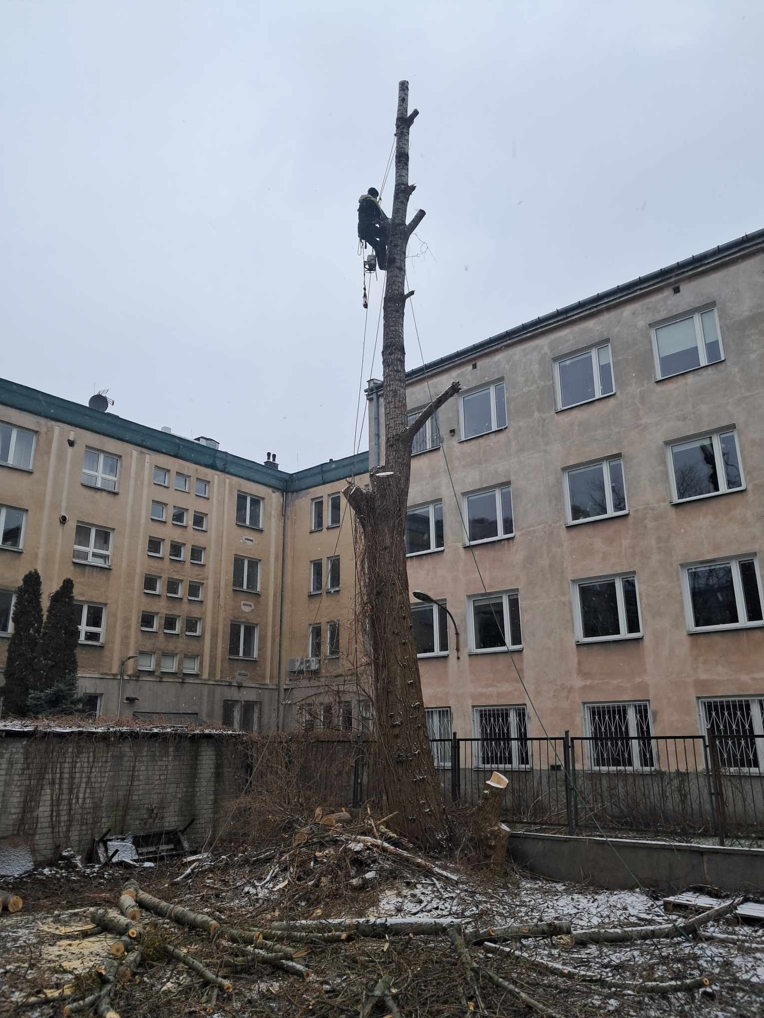Pracownik na linie podczas wycinki wysokiego drzewa w przestrzeni miejskiej, z budynkami w tle i stosem gałęzi u podstawy pnia.