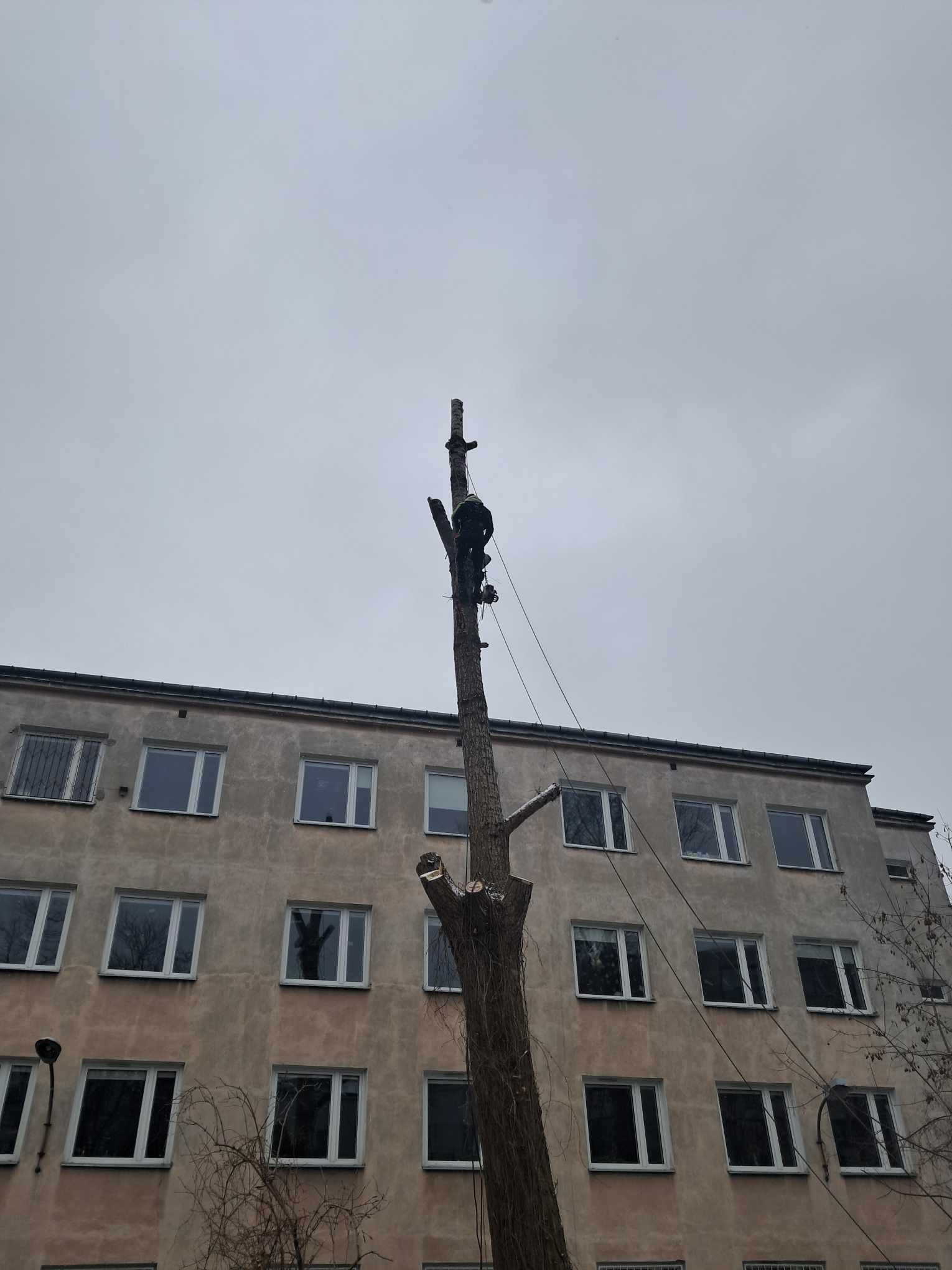 Arborysta w uprzęży, na wysokim pniu drzewa, zabezpieczony linami, na tle bloku mieszkalnego w pochmurny dzień, po częściowej wycince gałęzi