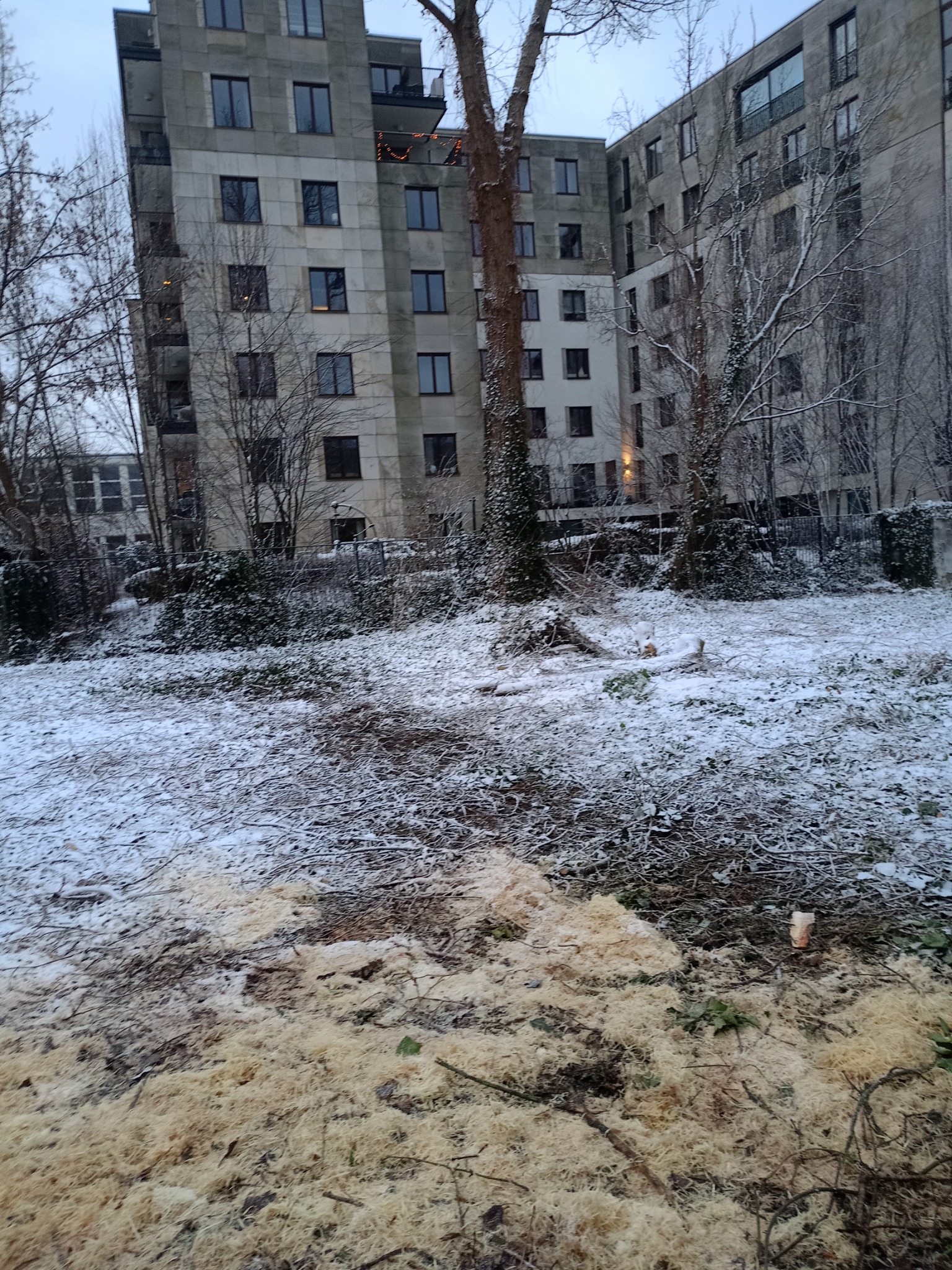 Śnieżny krajobraz po wycince drzewa, z widocznymi trocinami i gałęziami na tle bloku mieszkalnego.