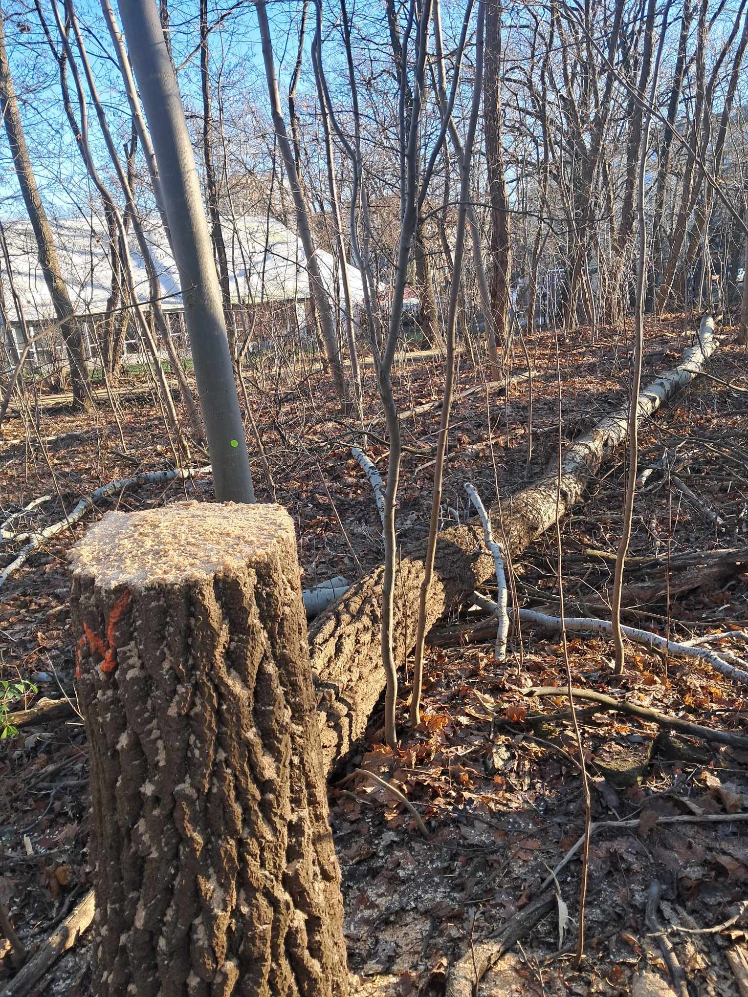 Ścięty pień drzewa z pomarańczowym oznaczeniem, leżące ścięte drzewo w tle, opadłe liście, widok na budynek mieszkalny przez drzewa.