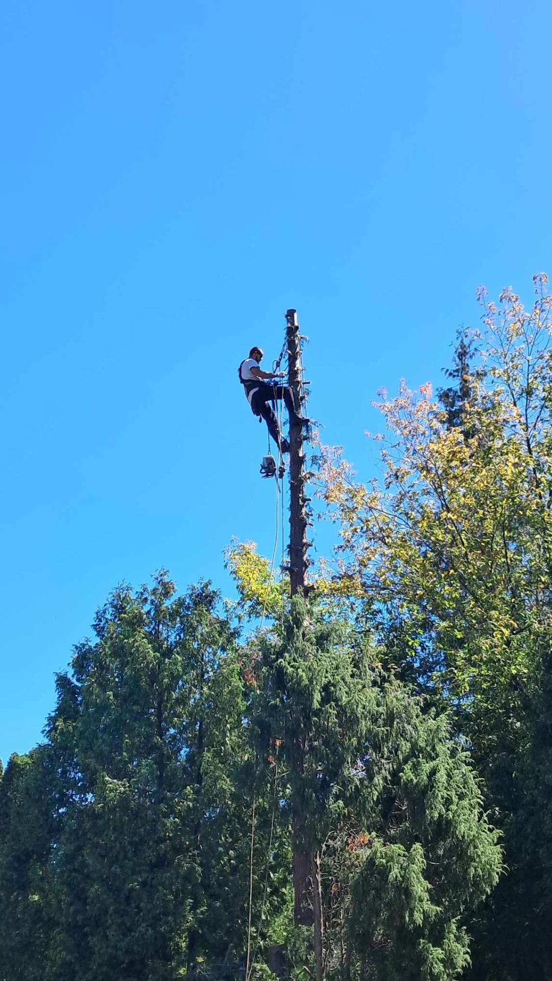 Arborysta w uprzęży, wysoko na ogołoconym z gałęzi drzewie, z piłą łańcuchową, przygotowuje się do dalszej pracy, widok z dołu na tle błękitnego nieba i zieleni drzew.