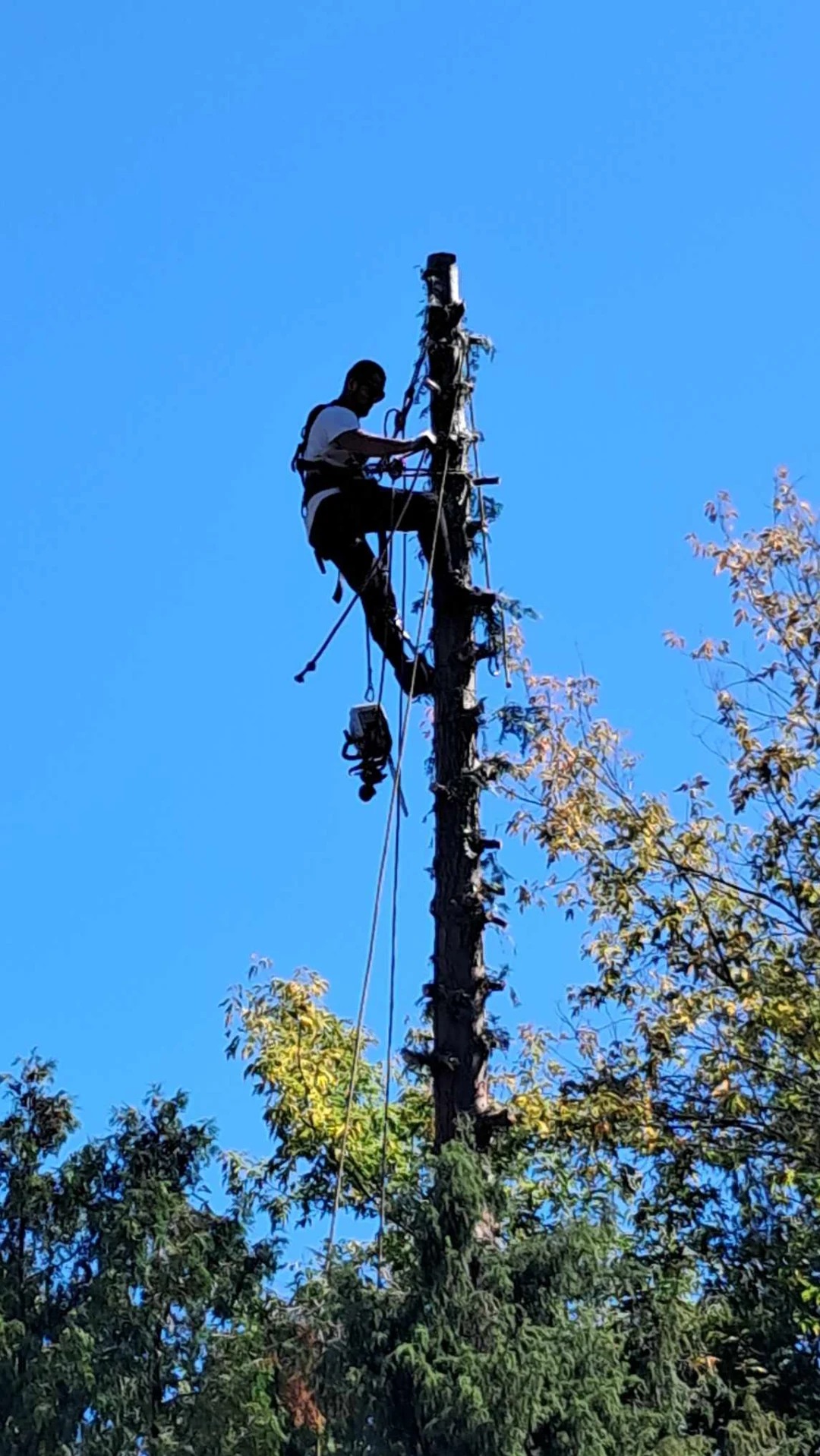 Arborysta w uprzęży, w trakcie pracy na wysokim, ogołoconym z gałęzi drzewie z użyciem liny i specjalistycznego sprzętu, na tle błękitnego nieba i częściowo olistwionych drzew