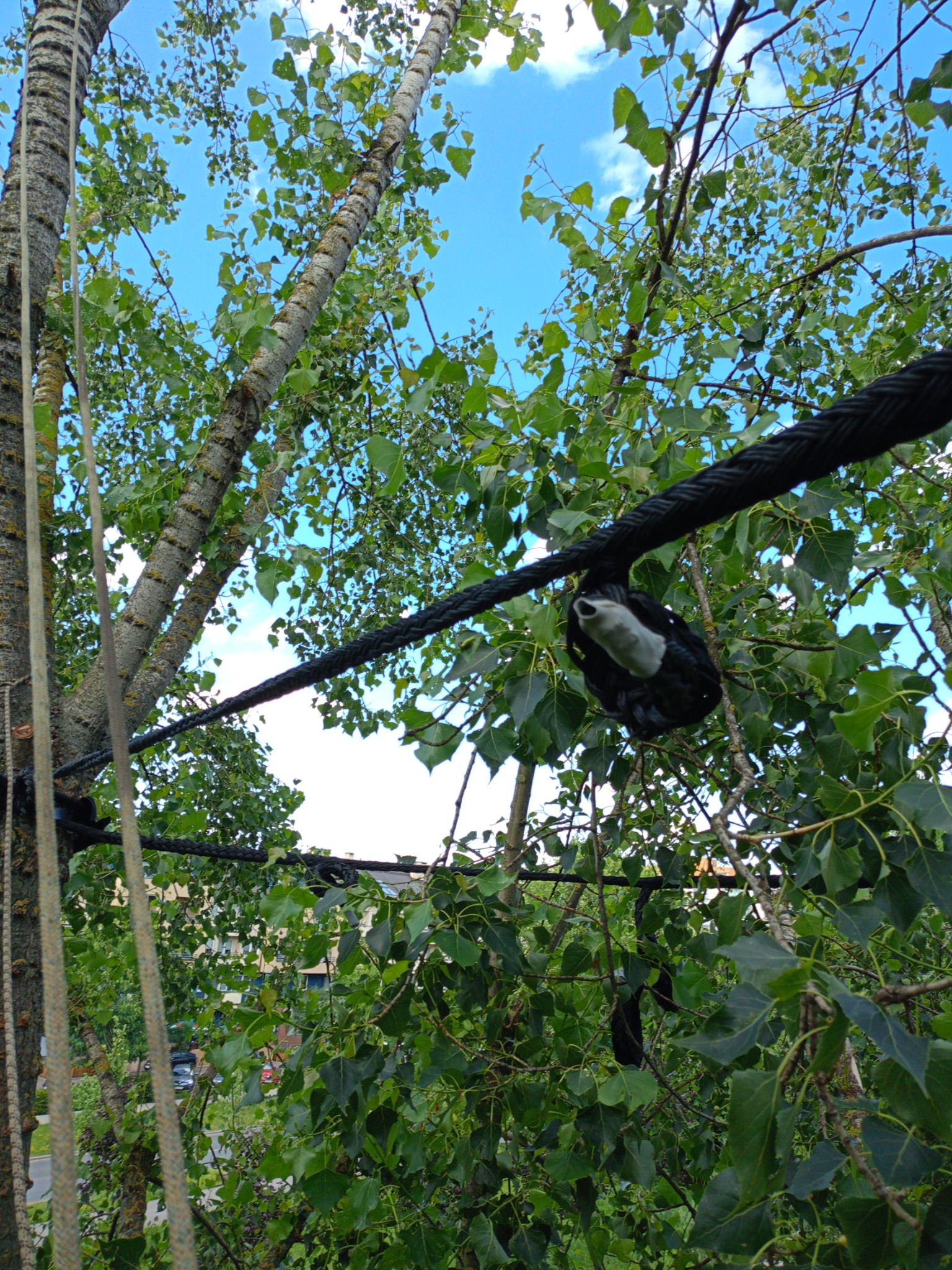 Gruba czarna lina zabezpieczająca przymocowana do pnia drzewa z zielonymi liśćmi na tle błękitnego nieba z chmurami, widok z dołu.