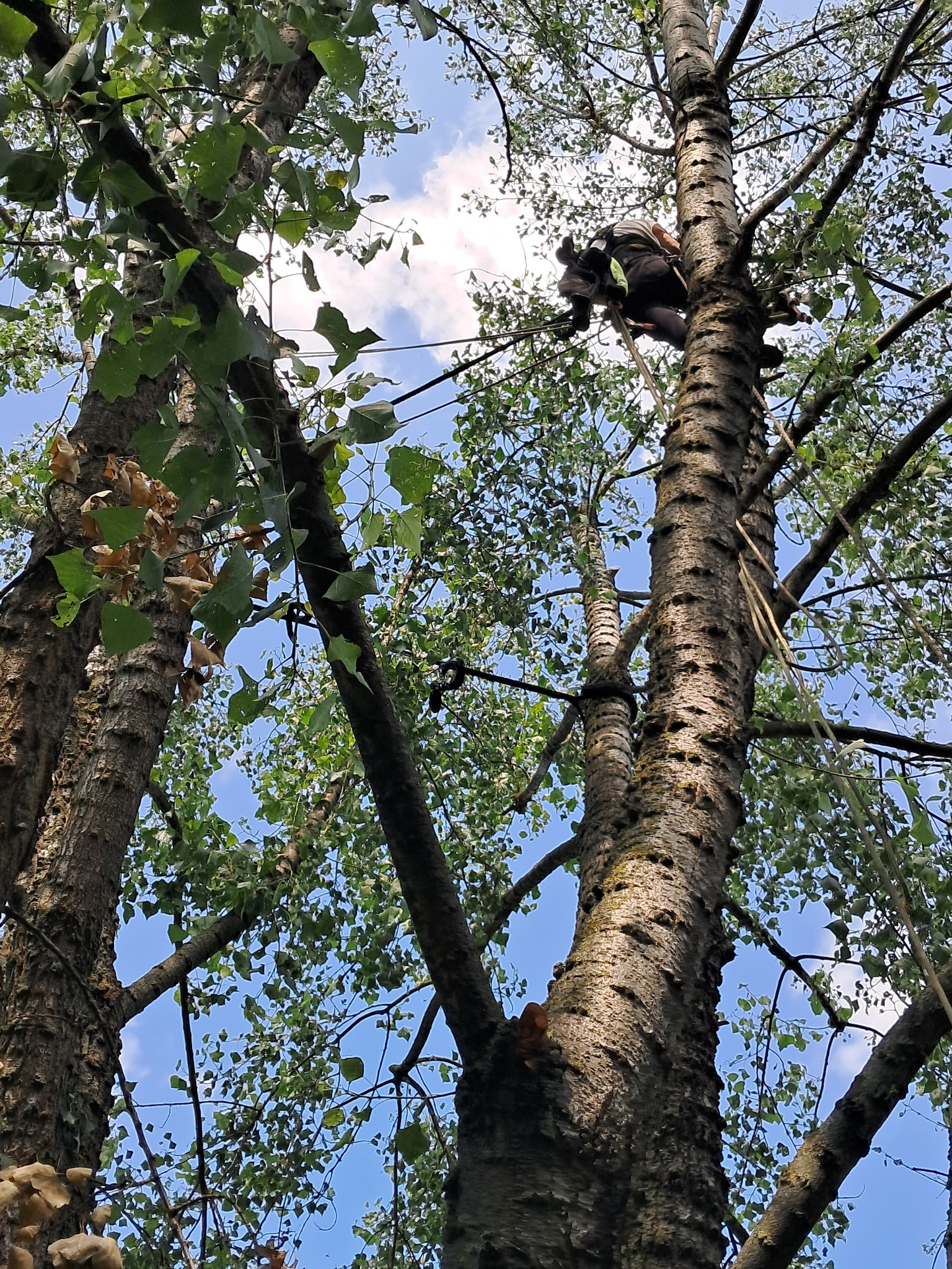 Widok z dołu na arborystę z uprzężą i linami, wspinającego się na wysokie drzewo liściaste o grubej korze, z widocznymi gałęziami i listowiem na tle błękitnego nieba z chmurami.