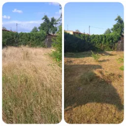 Porównanie stanu trawnika przed i po koszeniu: wysoka, sucha trawa po lewej stronie, krótko przystrzyżona trawa z resztkami skoszonej trawy po prawej stronie, żywopłot w tle.