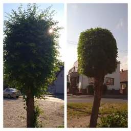 Dwa ujęcia tego samego drzewa po profesjonalnym formowaniu korony w kształt kuli, na tle domów jednorodzinnych.