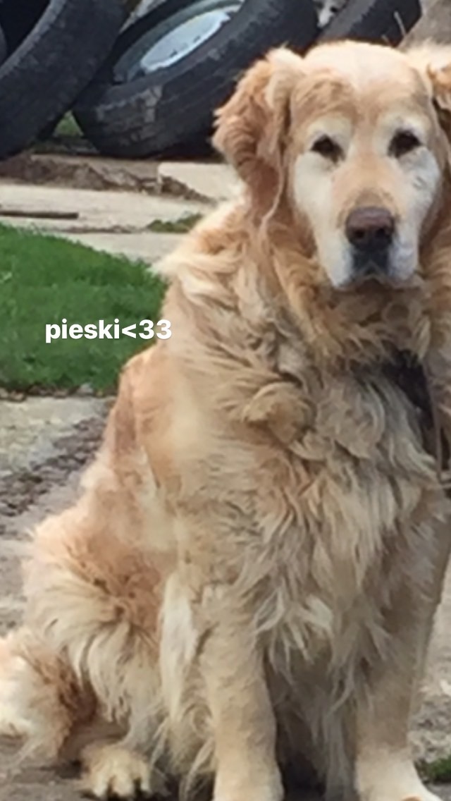 Portret starszego, kudłatego psa rasy Golden Retriever siedzącego na zewnątrz, z stertą opon w tle i napisem 'pieski<33' na zdjęciu.
