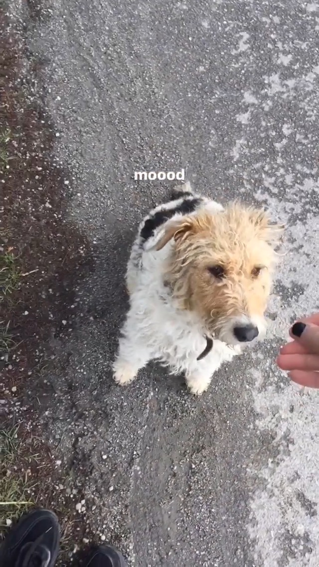 Terier szorstkowłosy z czarną obrożą siedzi na szarej, żwirowej nawierzchni, patrząc na wyciągniętą dłoń z czarnym paznokciem.