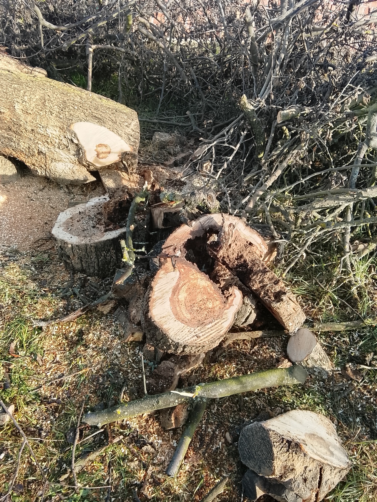 Świeżo ścięte pnie i gałęzie drzewa na trawie, pozostałości po wycince. Widoczne słoje drzewa i drobne wióry.