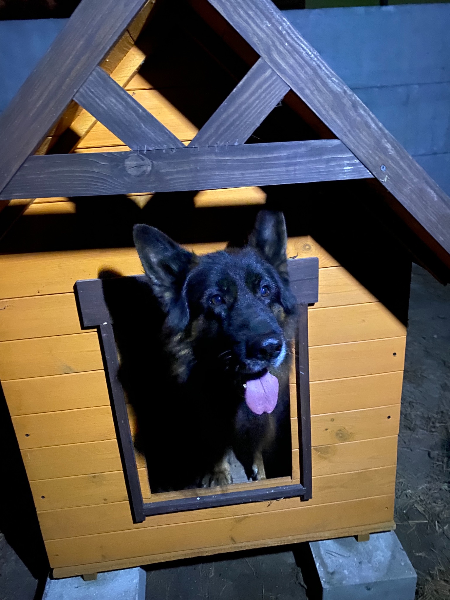 Owczarek niemiecki w nowej, ocieplonej budzie z drewnianą konstrukcją dachu, pomalowanej na żółto, stojącej na betonowych bloczkach.