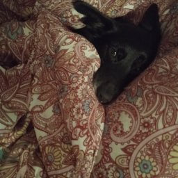 Black Mamba - Dog Walker Wrocław