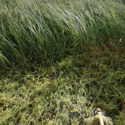 Fragment trawnika z częściowo skoszoną, wysoką trawą oraz widocznym fragmentem używanej do tego celu podkaszarki.