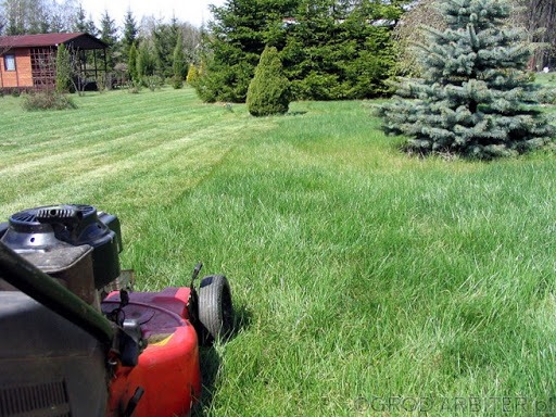 Czerwona kosiarka spalinowa w trakcie koszenia trawy na zielonym trawniku przed domem z drewnianą altaną i iglakami.