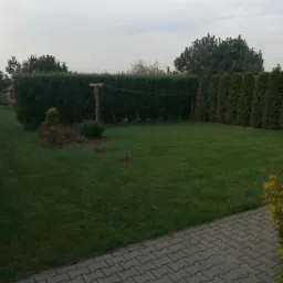 Zadbany trawnik z równo przyciętą trawą, obrzeża z kostki brukowej, w tle żywopłot z tuj i krzewów, słup drewniany z liniami energetycznymi.