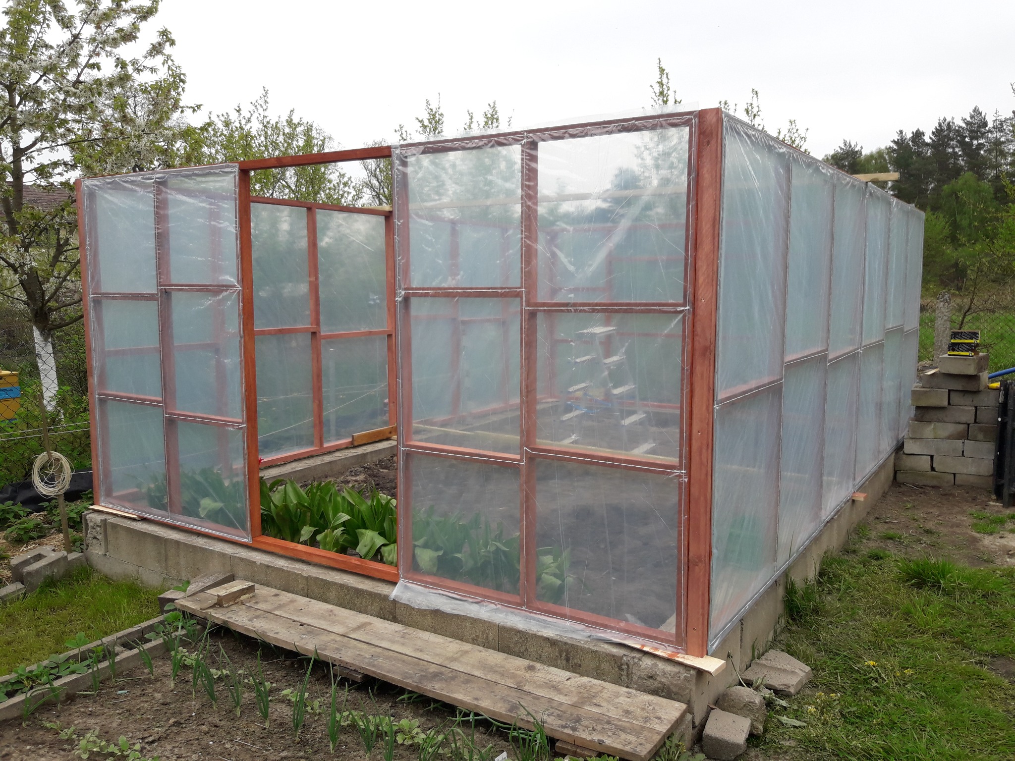 Szklarnia z drewnianą ramą i folią, częściowo otwarta, z widocznymi roślinami wewnątrz i młodymi cebulkami na grządce przed nią.