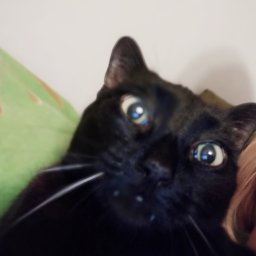 Wyprowadzanie psów Warszawa 1