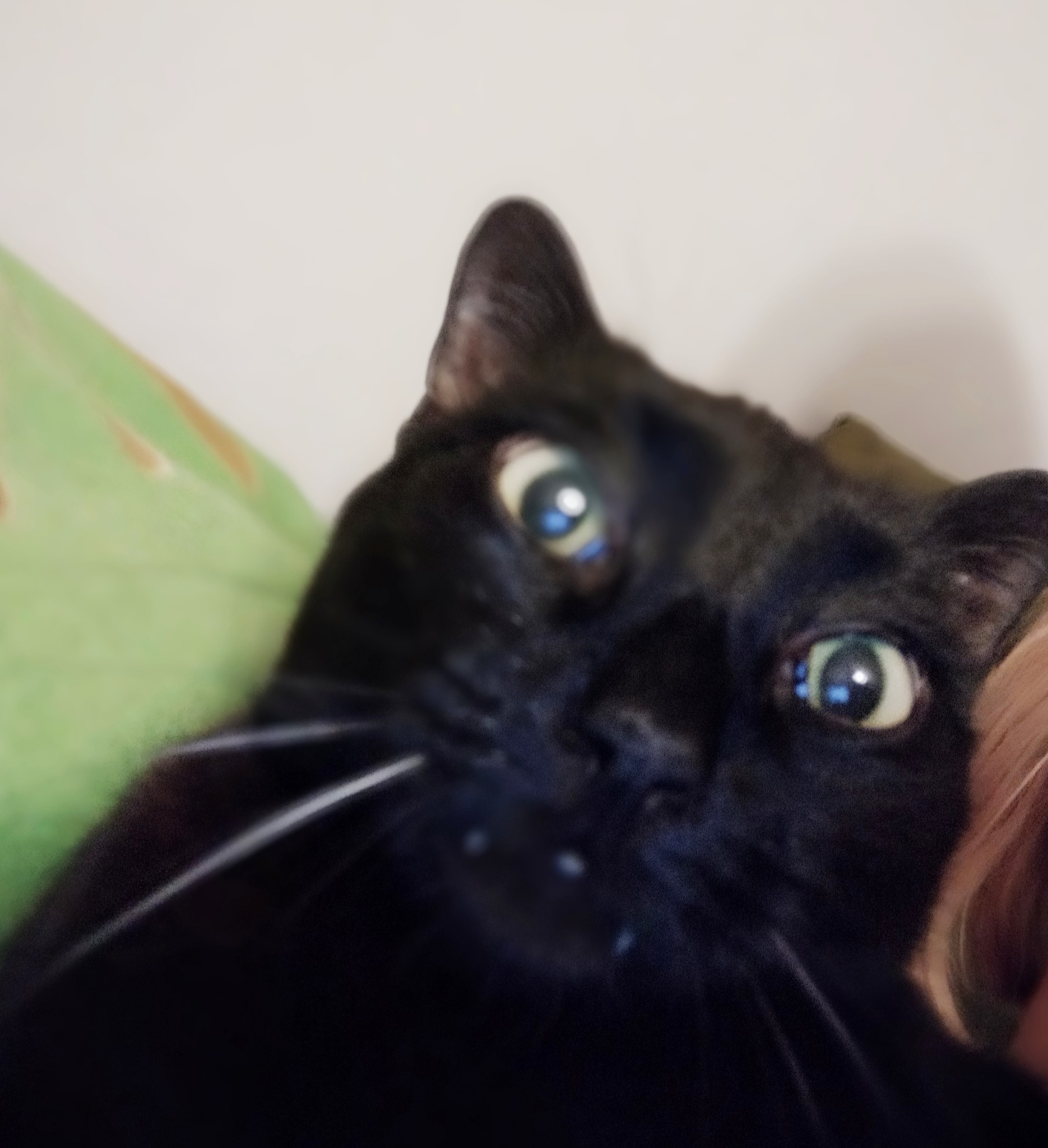 Czarny kot z jasnymi wąsami patrzy w obiektyw z bliska w Warszawie, z zielonym akcentem w tle.