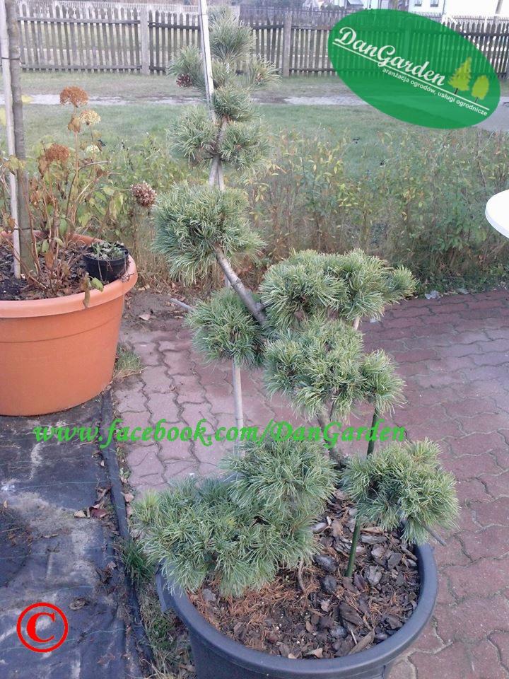 Formowana sosna w donicy na tle płotu i trawnika. Widoczny duży brązowy garnek z rośliną i fragment chodnika z kostki. Dekoracja ogrodu.