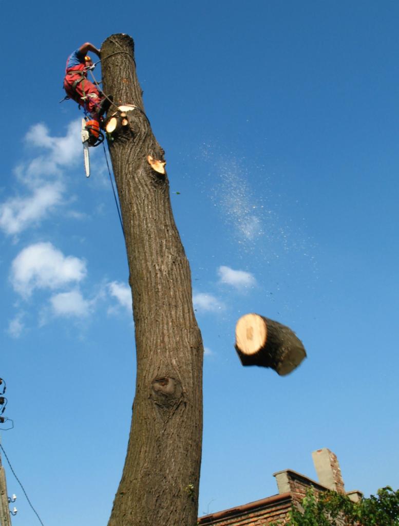 Arborysta w czerwonym kombinezonie tnie drzewo piłą spalinową, w tle błękitne niebo i odlatujący kawałek pnia. Wióry w powietrzu. Praca na wysokości.